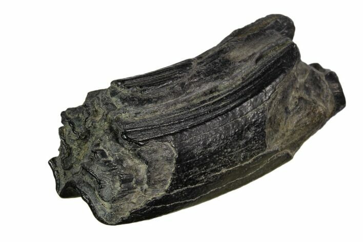 Pleistocene Aged Fossil Horse Tooth - Florida #123230